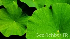 EVCİL HAYVANLA TATİL İPUÇLARI