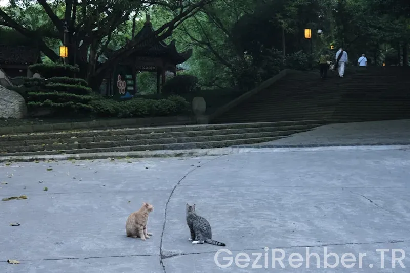Evcil Hayvanlarla Gezginler için En İyi Destinasyonlar
