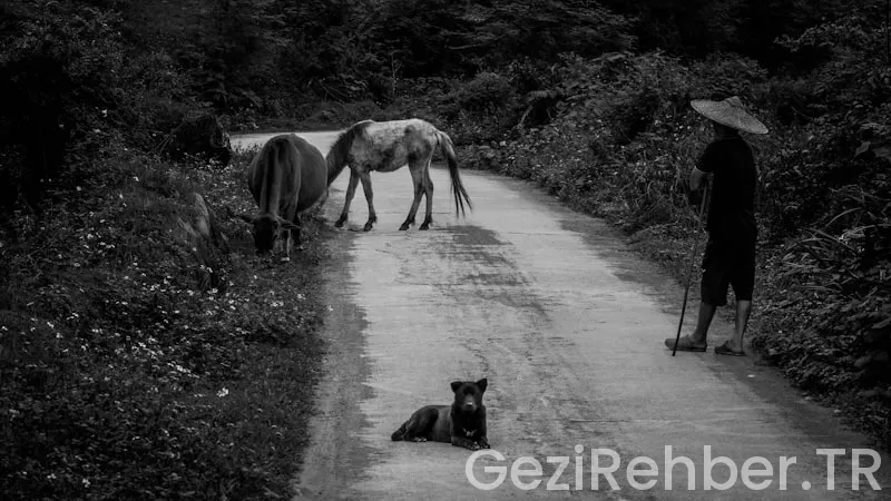 Evcil Hayvanlarla Gezginler için En İyi Destinasyonlar
