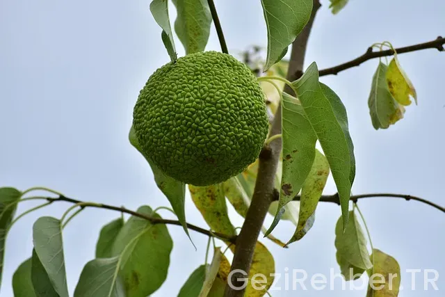 Fas istanbul uçakla kaç saat