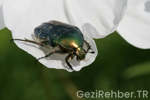 Fas uçakla kaç saat sürüyor