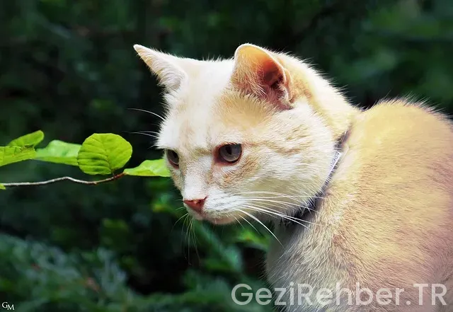 Filipin uçakla kaç saat Filipin uçakla kaç saat