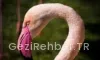 Flamingo Köy Menü