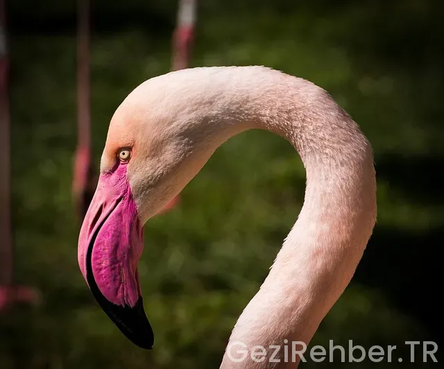 Flamingo Köy Menü