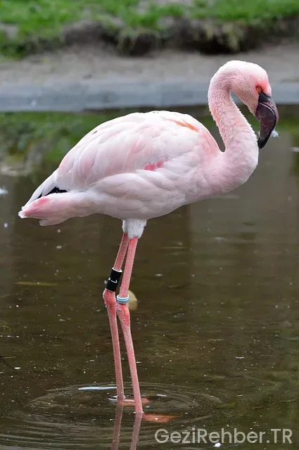 Flamingo Köy Menü