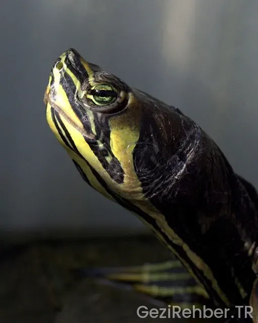 Florida uçakla kaç saat