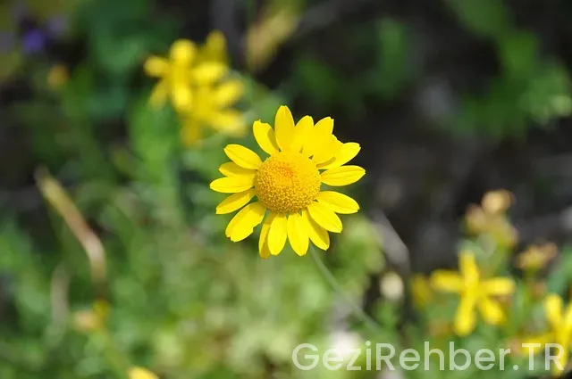 Foça nerede kalınır Foça nerede kalınır