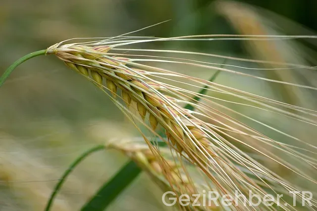 Fransa bisiklet turu