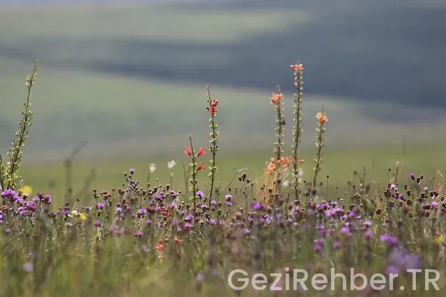 Fransa da nerede kalınır