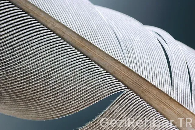 Fransa geziyorum Fransa geziyorum