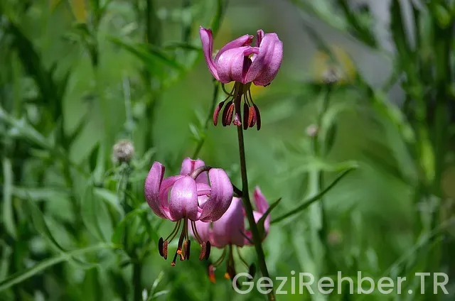 Fransa'da türk rehber