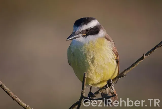 Gaziantep te nerede kalınır tavsiye