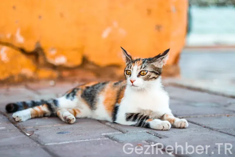 Gezi Turları Gaziantep Gezi Turları Gaziantep