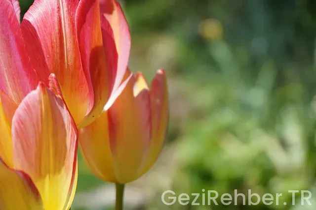 Gezilerde Kalınabilecek Oteller