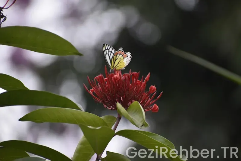 Gezimanya avustralya Gezimanya avustralya