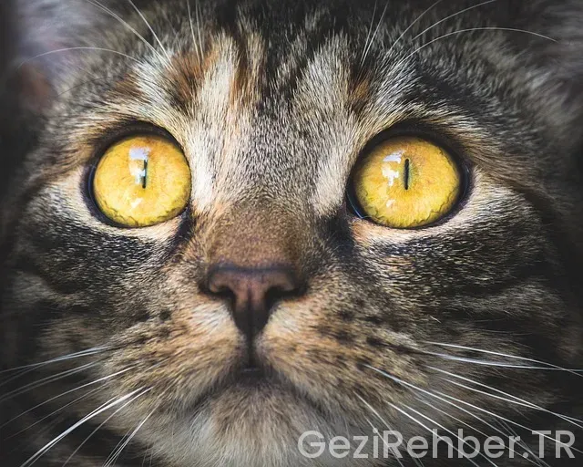 Gezip gördüm ispanya