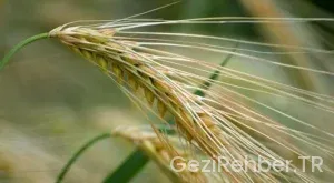 Giresun’da Gezilecek Yerler