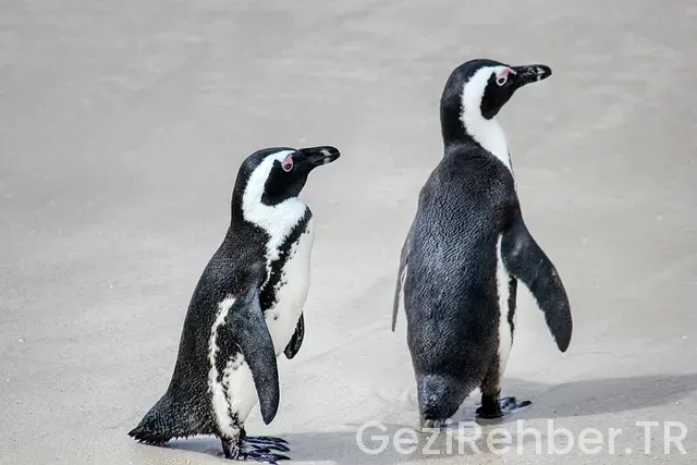 Güney Afrika Cumhuriyeti gezi rehberi
