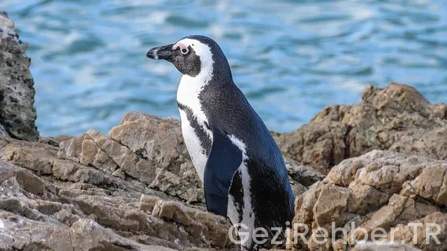 Güney Afrika Cumhuriyeti gezi rehberi