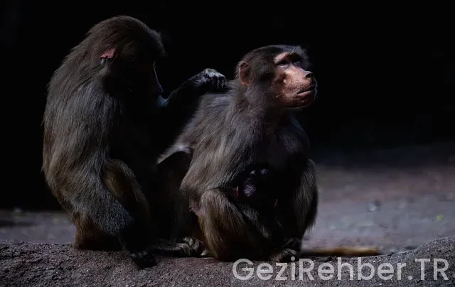 Güney Afrika Gezi Blog