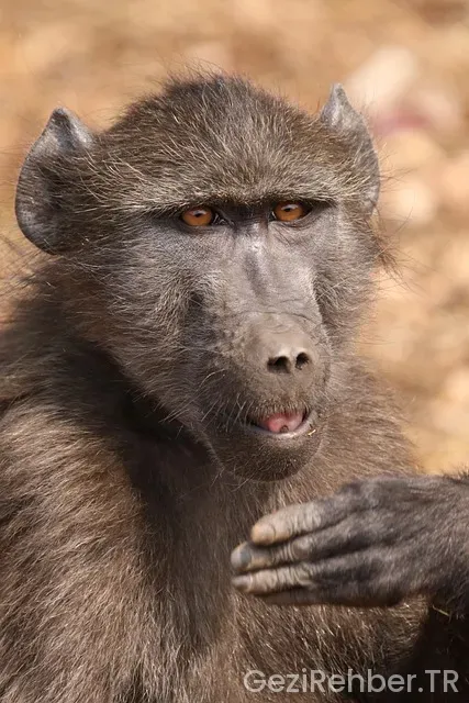 Güney Afrika gezi yorumlari