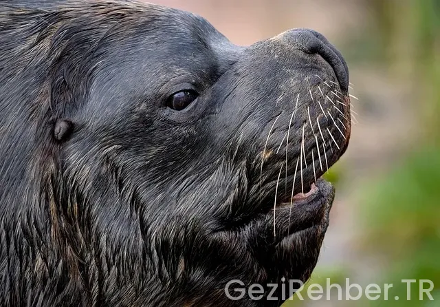 Güney amerika gezi bütçesi