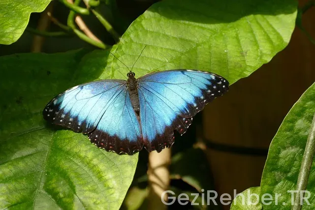 Güney amerika gezi bütçesi