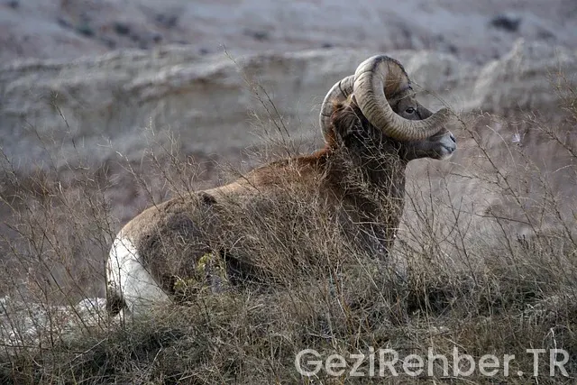Güney Doğu Anadolu Akarsu ve Göller