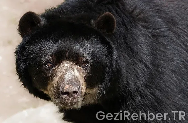 Güney Doğu Anadolu Bölgei El Sanatları