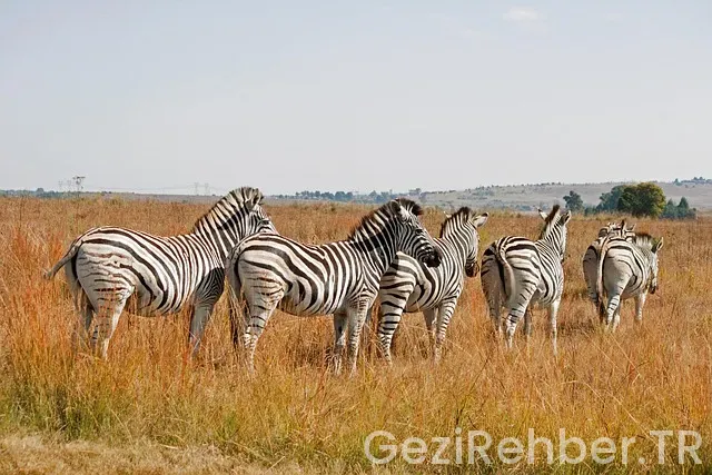 Güney Doğu Anadolu Bölges Haritası