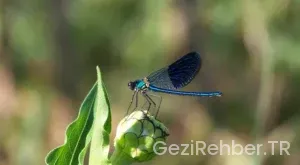 Gürcistan gezi rehberi