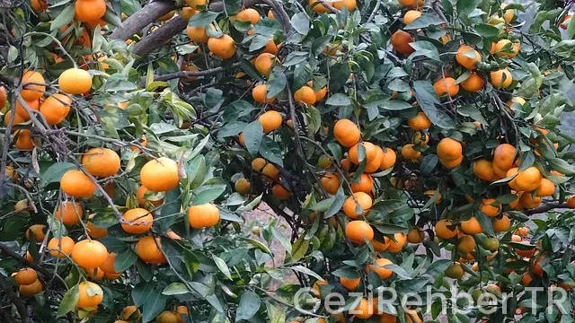 Gürcistan Gezi Turu