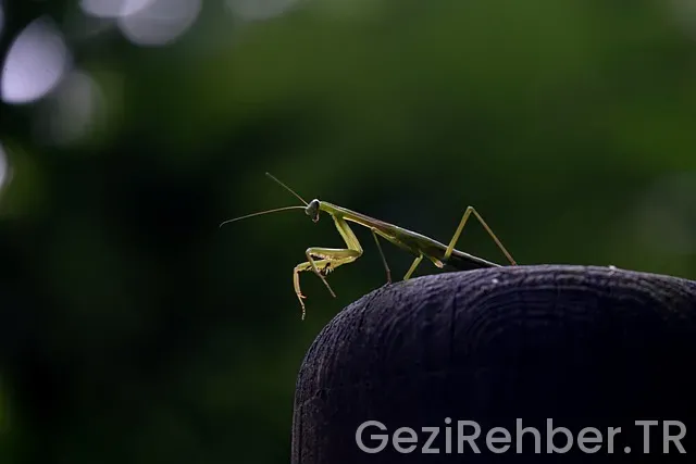 Gürcistan seyahat rehberi