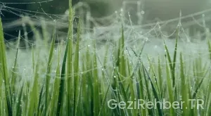 Harçsız Öğrenci Pasaportu Nedir?