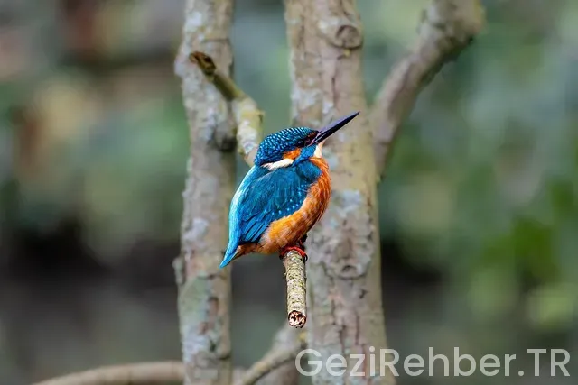 Harita Araç Kiralama Yabancı Dil ve Diğer İpuçları Harita Araç Kiralama Yabancı Dil ve Diğer İpuçları