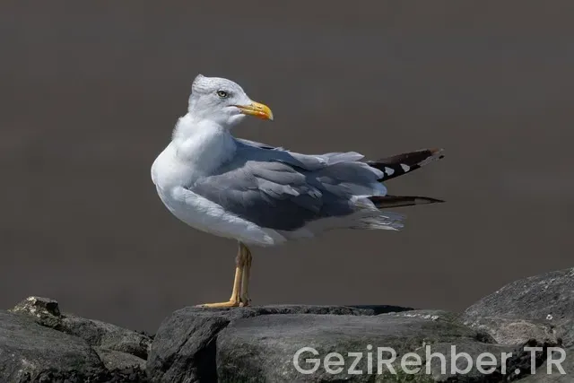 Her Bütçeye Uygun Türkiye Otelleri