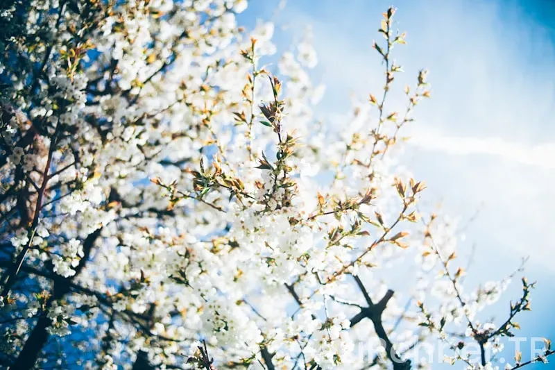 Her Mevsim Gidilecek Tatil Yerleri