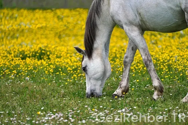 Hindistan ucakla kaç saat sürer Hindistan ucakla kaç saat sürer
