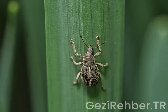 Hindistan uçakla kaç saat sürüyor Hindistan uçakla kaç saat sürüyor