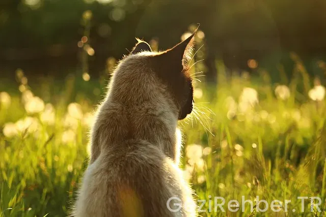 Hollanda uçakla kaç saat
