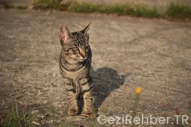 Hollanda uçakla kaç saat