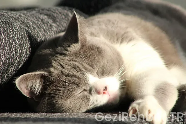 Hollanda uçakla kaç saat