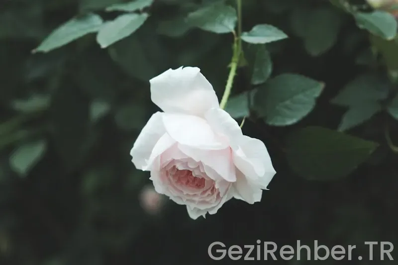 İç anadolunun en güzel şehri