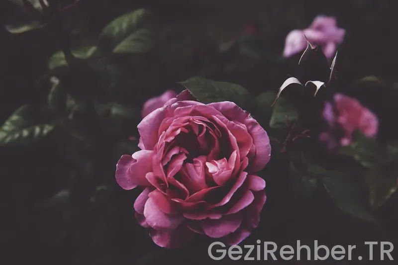 İç anadolunun en güzel şehri