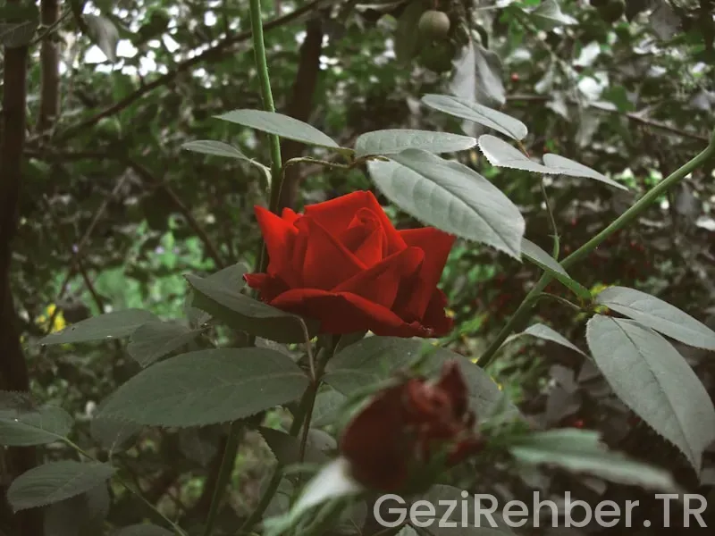 İç anadolunun en güzel şehri