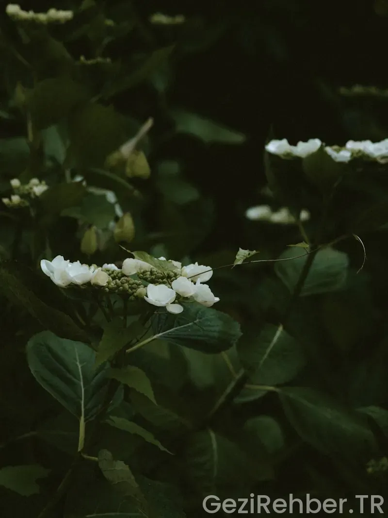İç anadolunun en güzel şehri