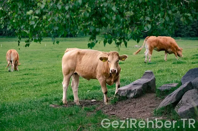 İdeal tur fatura bilgileri İdeal tur fatura bilgileri