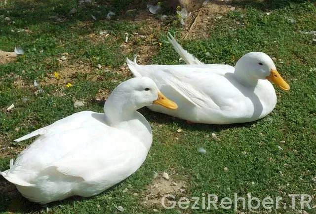 Iğdır ankara uçakla kaç saat