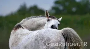 Iğdır’da nerede kalınır