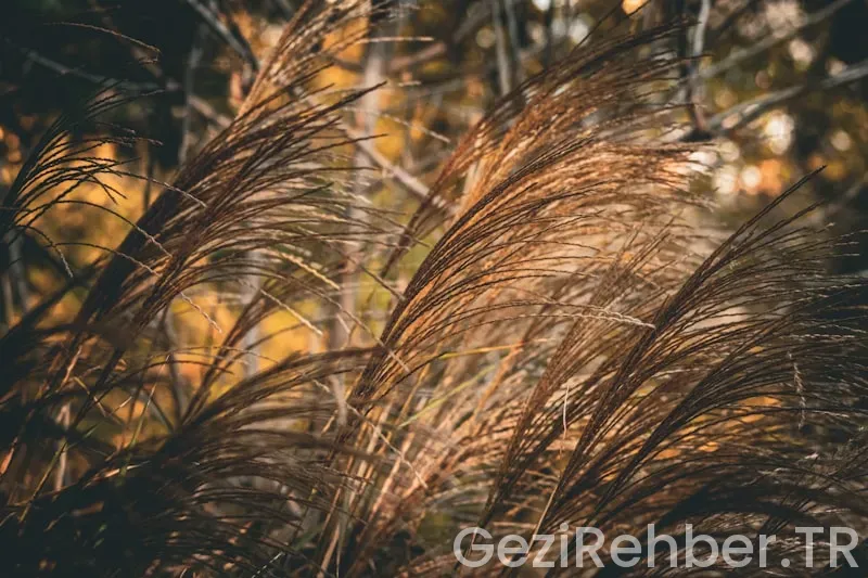 İlk adım dürüm evi